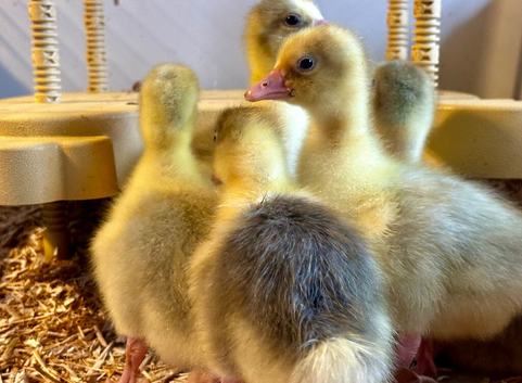Sebastopol Goslings - Ready now
