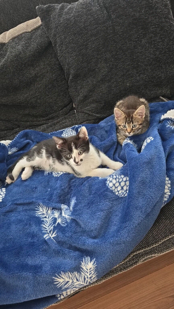 Mixed breed kittens