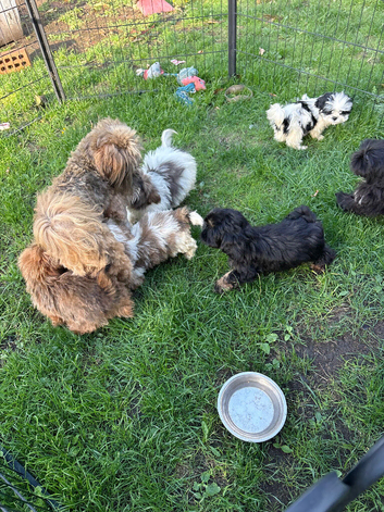 Beautiful Shih tzu puppies