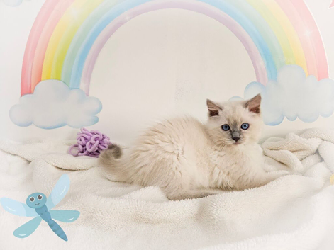 GCCF Registered Ragdoll Kittens