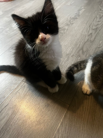 3 beautiful kittens