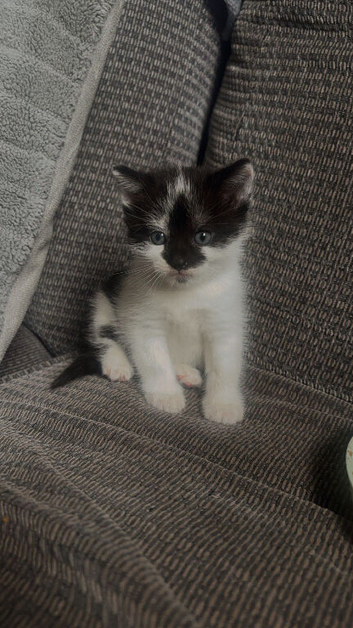 8 weeks old kittens for sale