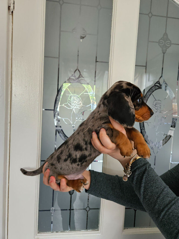 Kc registered dachshund