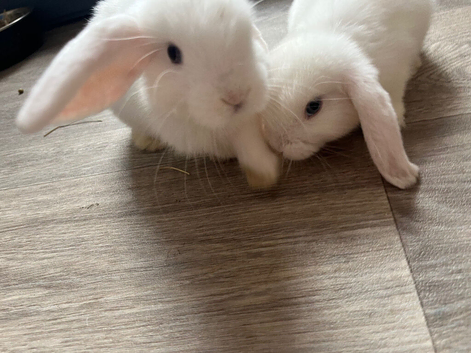 Beautiful boys mini lop