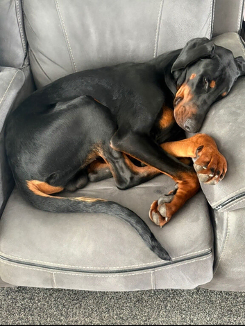 Dobermann