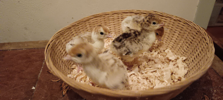 Turkey Poults for sale