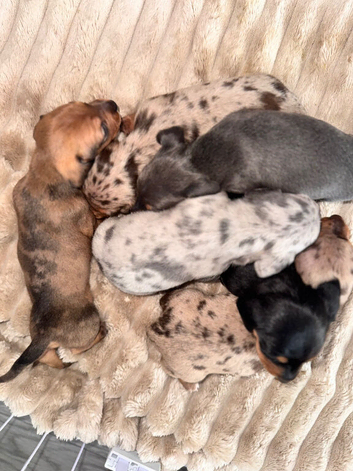 5 boys left available, dachshund puppies