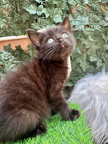 ADORABLE MALE KITTEN