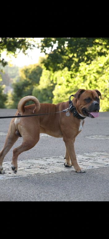 Stunning American Bullweiler for stud