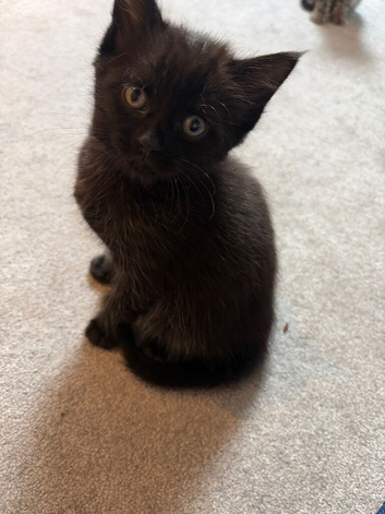 Black boy kitten for sale