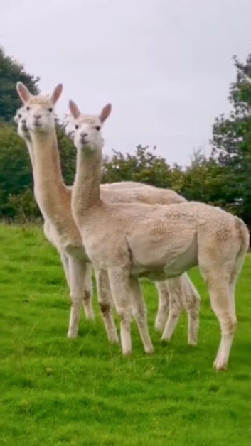 3 male alpacas