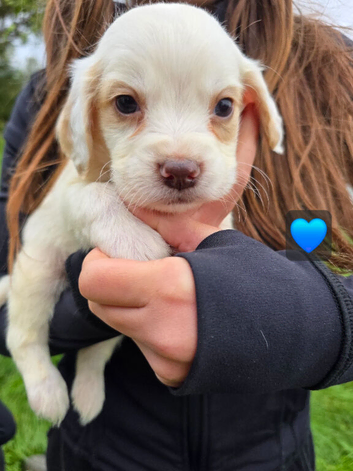 6 beautiful Cocker Spaniels