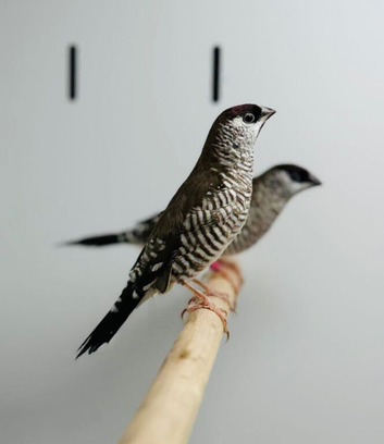 Cherry finches