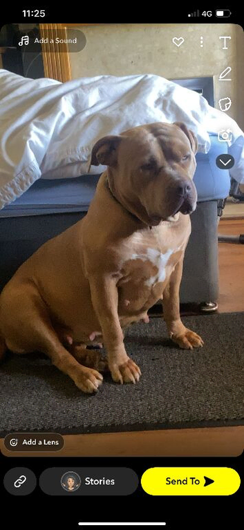 Xl French bull dogs REDUCED NOW 300