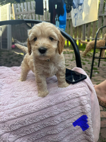 10 beautiful cockapoo puppies