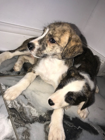 Collie x whippet puppies