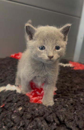 Pure Russian Blue kittens looking new home