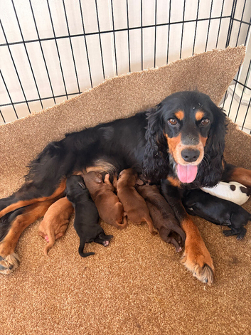STUNNING KC REGISTERED COCKER SPANIEL PUPPIES
