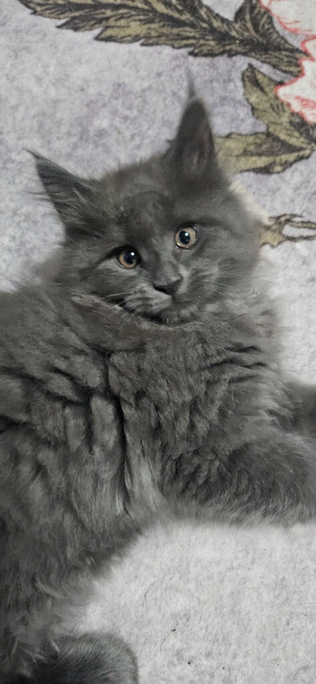 Beautiful pedigree xl maine coon kittens