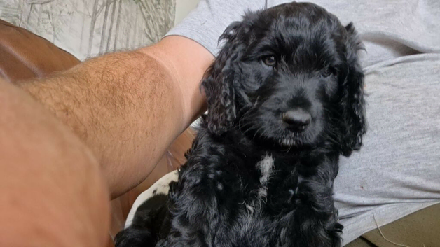 Cockapoo
