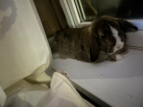 Rabbit and hutch