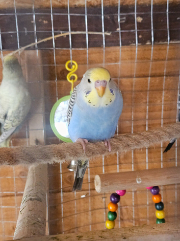 Budgies looking for new homes