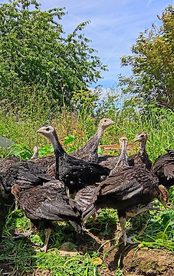 TURKEY POULTS - NORFOLK BLACK & NORFOLK BRONZE