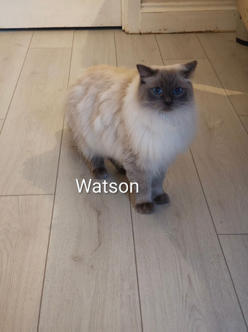 2 Male 1 year old TICA registered Ragdolls in need of rehoming