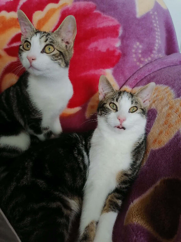 2 tabby&rsquo;s for sale