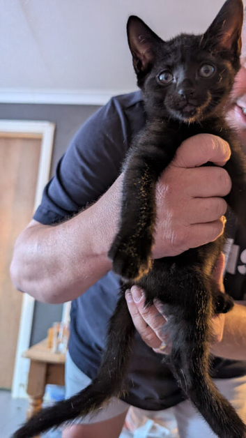 2 black mixed kittens