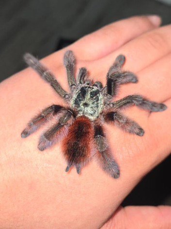 Lots of tarantulas for sale + scorpions and isopods. Message for more details