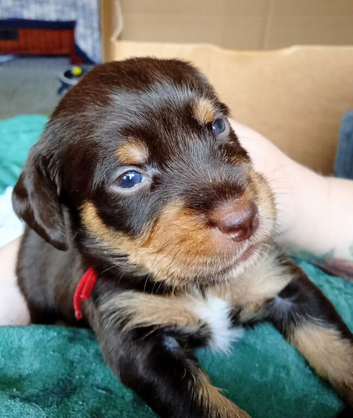 Cocker spaniel X terrier mix puppies