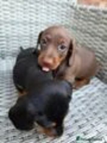 Miniture dachshund puppies