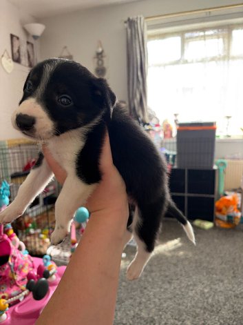 1 black  and white border collie