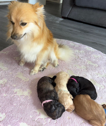 Spitzpoo puppies
