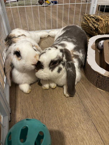 Pair of gorgeous mini lops