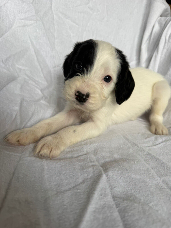 Beautiful cockapoo  Puppies boys and girls
