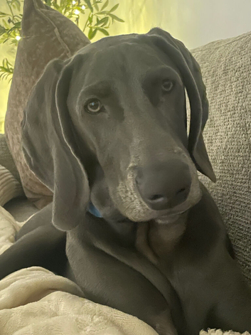 6 month blue Weimaraner