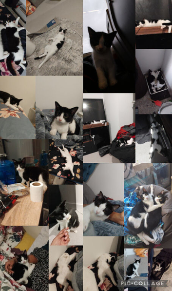 2X black and white female and male