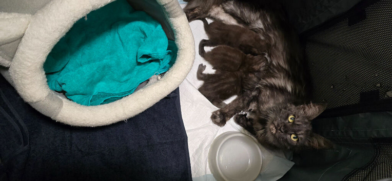 MainecoonX