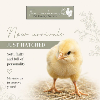 Day old chicks