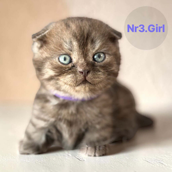 2 Straight & 4 Fold Full Pedigree Scottish Fold Kittens