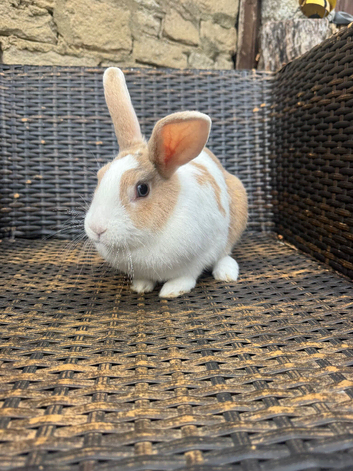 Female bunny