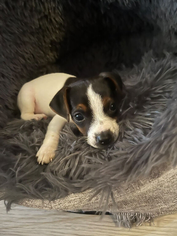 Mini Jack Russel