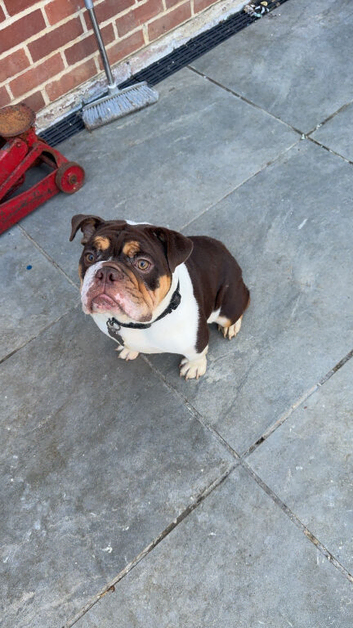 DWKC REGISTERED- female English bulldog