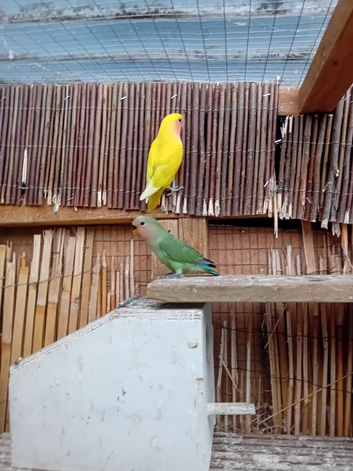 Lovebirds young and adult