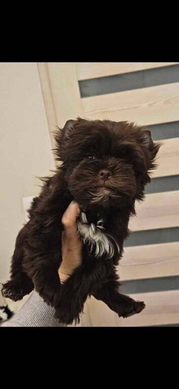 Chocolate Yorkshire Terrier Puppy