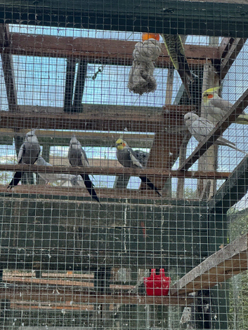 Adorable Cockatiels for sale and cages