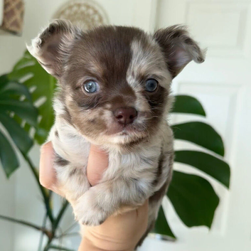 Gorgeous Chihuahua Puppies &ndash; Beautiful, Loving & Full of Character