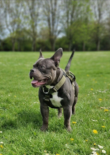 Jax the pocket bully